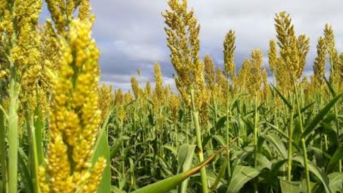 Etanol de sorgo deve abrir forte demanda pelo cereal no Brasil, afirma Sawa