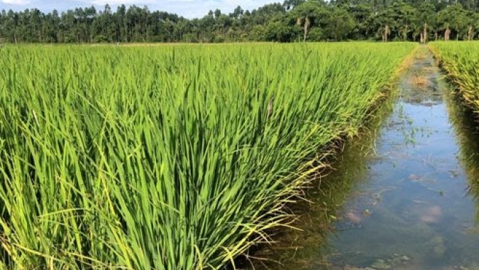 Futuro do arroz aponta para a diversificação da lavoura
