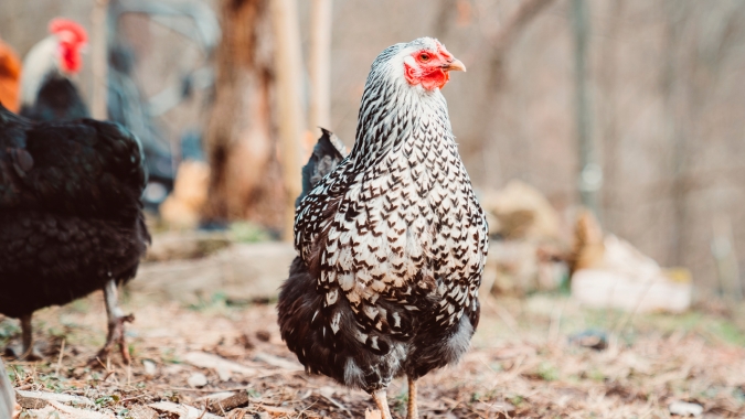 Frango: semana de negócios termina com mercado valorizado nesta sexta-feira (16)