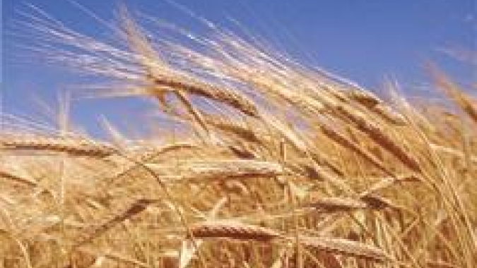 Indonésia aprova trigo transgênico tolerante à seca da argentina Bioceres