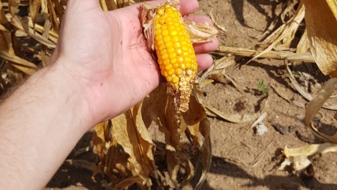 Colheita de milho 2ª safra chega a 89% da área no centro-sul e tira atraso, diz AgRural