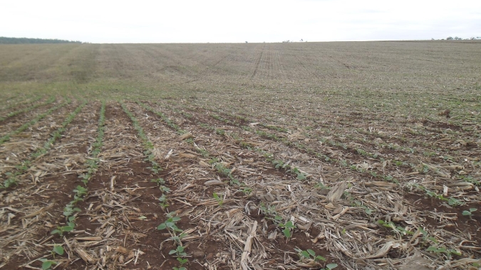 Plantio de soja na Argentina está na reta final e chega aos 94% da área