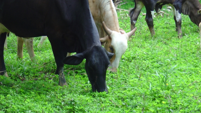 Embrapa Agrossilvipastoril completa 11 anos