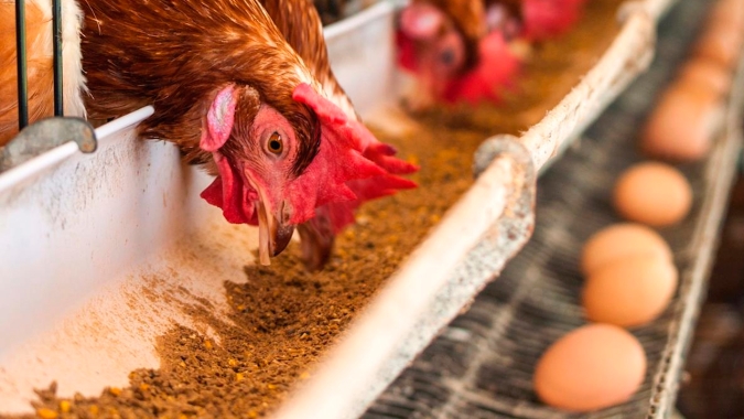 Aumenta a diferença de preços ao produtor entre o frango e o ovo
