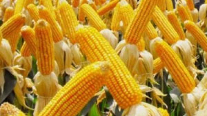 Plantio de milho argentino deve cair 17% em meio a temores com cigarrinha, diz bolsa