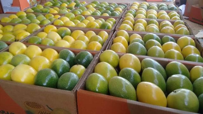 HORTIFRUTI/CEPEA: Exportações podem, finalmente, atingir US$ 1 bi em 2021