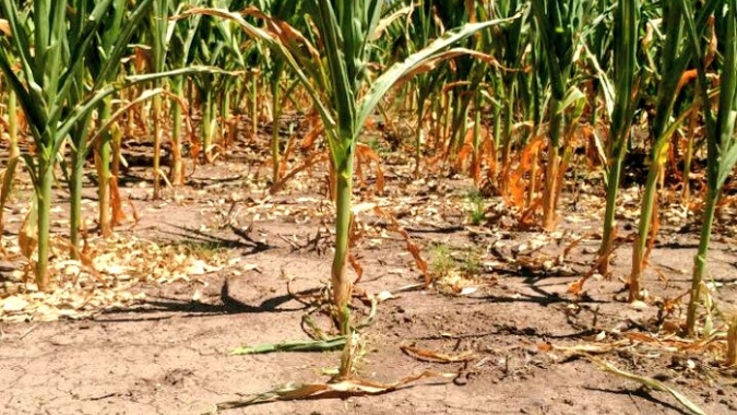 Argentina: plantio de milho está em 23,3% da área prevista, diz Bolsa