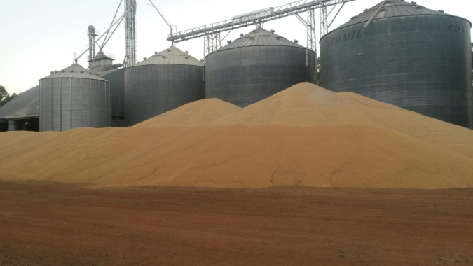 Em Sorriso (MT), produtores seguram vendas e casos de milho a céu aberto são pontuais