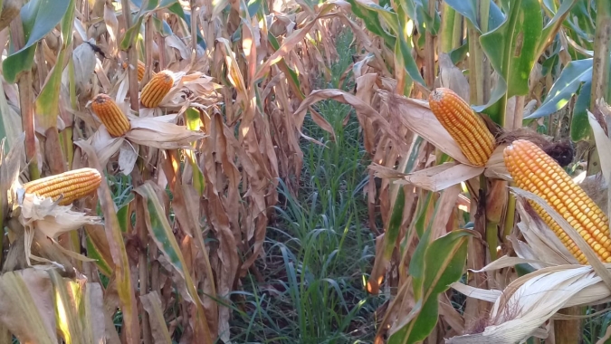 Colheita do milho atinge 98% da área cultivada no RS