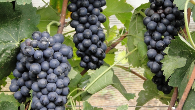 Epamig avalia adaptação de uvas ‘Syrah’ em diferentes áreas da Região Sudeste