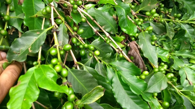 Conab: Clima mais favorável e bienalidade positiva apontam produção estimada em 58,08 milhões de sacas de café
