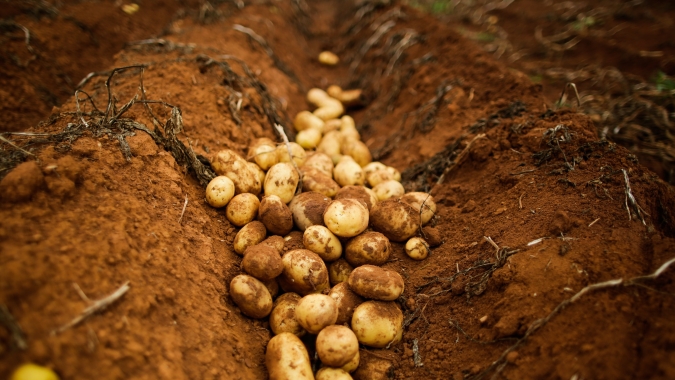 Batata: Sem mudanças no mercado, preços seguem estáveis