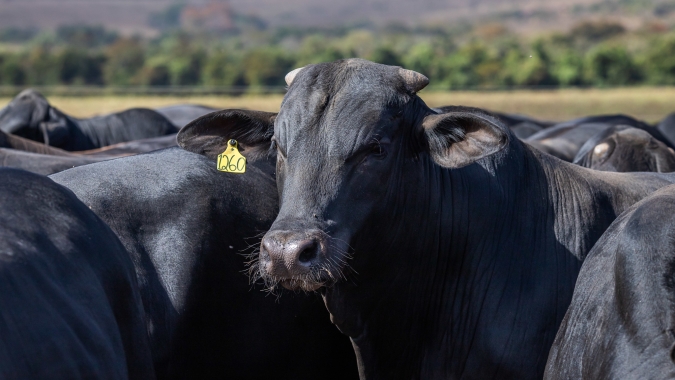 Diagnóstico traz panorama da brucelose e tuberculose animal no país