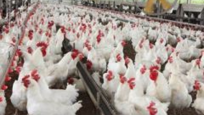 Com exceção da ave viva no PR e em SC, preços caem no mercado do frango nesta terça-feira (23)
