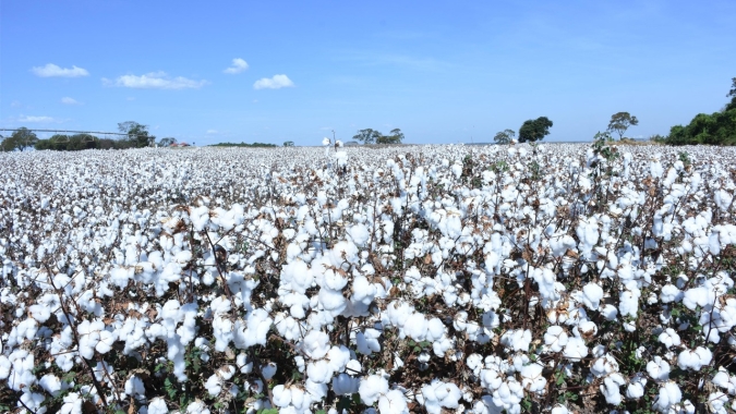 Algodão/Cepea: Altas externas e restrição vendedora elevam preços