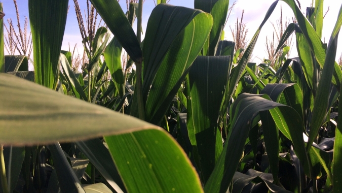 Plantio do milho safrinha começa em diversas regiões do Brasil com expectativa de boa produtividade e aumento das exportações