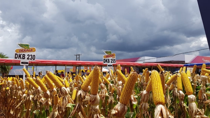 Milho: Preços internacionais terminam sexta-feira em baixa após divulgação de relatório do USDA