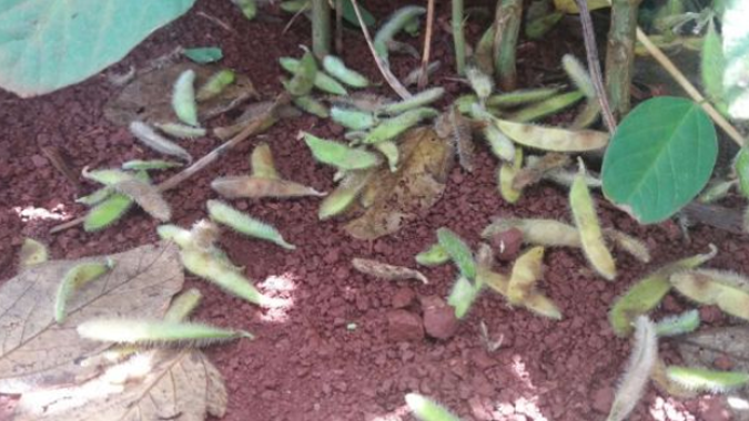 Excesso de chuvas traz prejuízos à safra de soja no oeste do Paraná