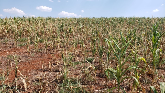 Seca afeta maioria das lavouras de milho safrinha