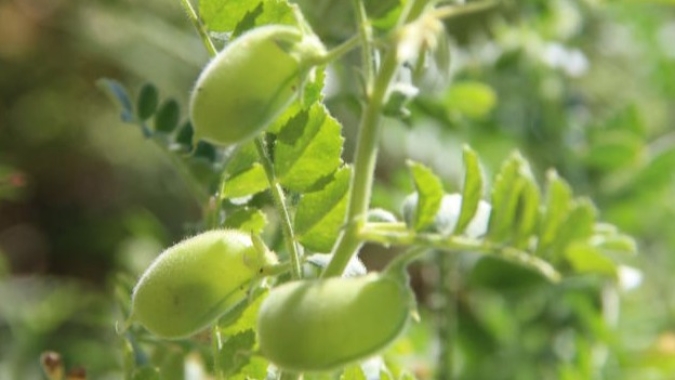 Pulses e o grão-de-bico: importante mercado mundial para o Brasil, por Sílvia Zoche Borges