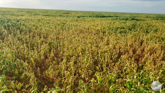 Oeste da Bahia deve deixar de plantar 10% da área prevista de soja nesta safra por falta de chuva