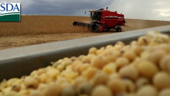 USDA traz colheita da soja em 94% e a do milho ainda bem atrasada; China compra no Brasil