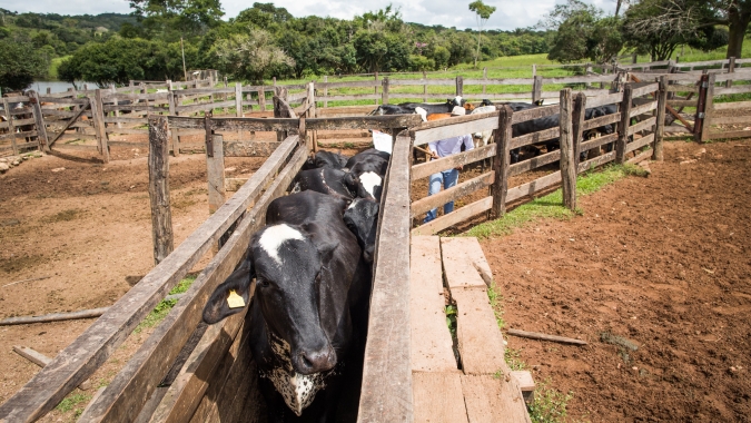 Negociação para boi gordo a termo chega a R$ 351,00/@ no estado de São Paulo