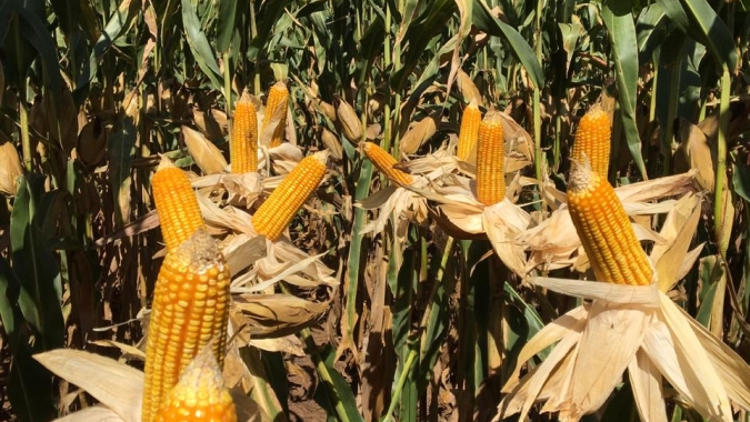 USDA aponta avanço do plantio e milho abre 3ªfeira desvalorizado em Chicago