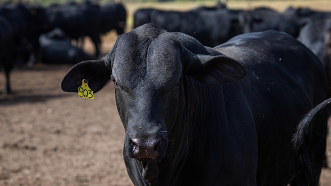 Secretaria da Agricultura abre consulta sobre ações de combate ao carrapato bovino