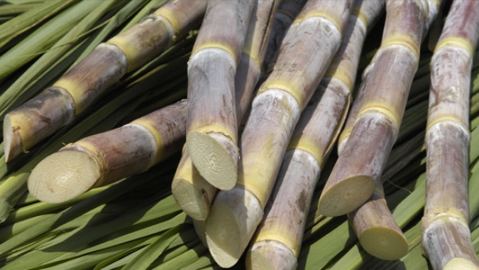 Setor sucroalcooleiro é destaque nas exportações do agro paulista