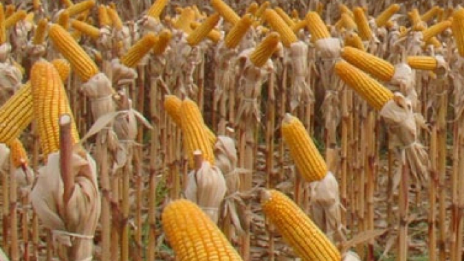 Imea projeta safra 6,44% maior de milho e produtividade saltando 14,5% no Mato Grosso