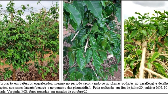 Procafé: Cafeeiros podados por esqueletamento/desponte sentem menos a seca