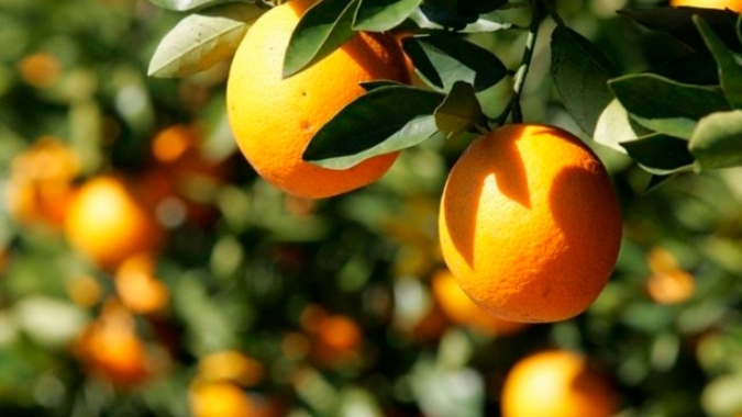 Safra de laranja da Flórida pode cair 16%; impacto dos furacões ainda não avaliado, diz USDA