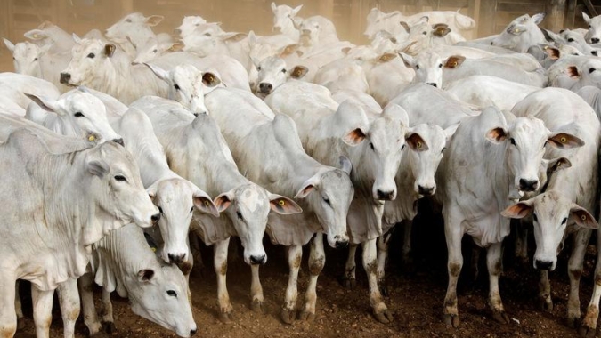 Saída irregular de bois para abate do Paraná para outros estados afeta frigoríficos locais