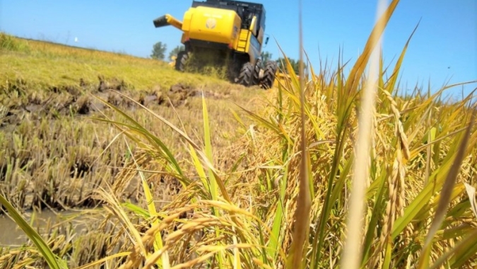 Rio Grande do Sul entra na reta final da colheita do arroz e espera produtividade recorde