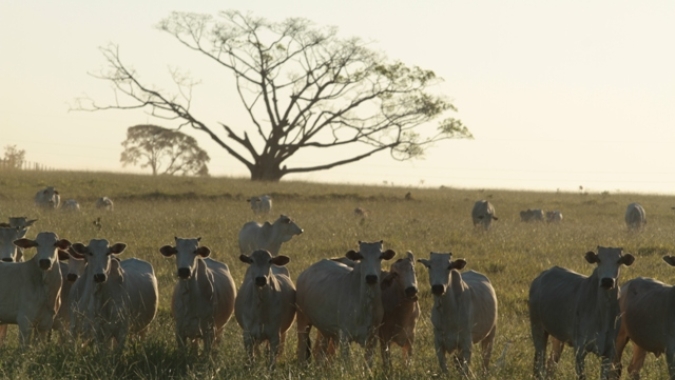 Projeto de lei que permite pecuária extensiva no pantanal é aprovada na Assembleia Legislativa do Mato Grosso
