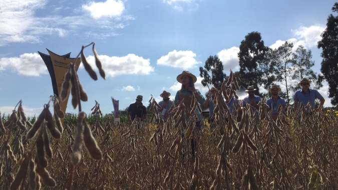 Manejo integrado: Maior rentabilidade só é alcançada com combinação de práticas agrícolas corretas
