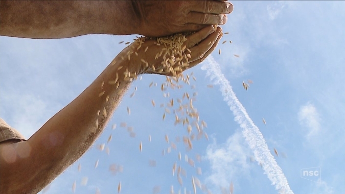 Preço do arroz continua a cair e aumenta preocupação da cadeia produtiva