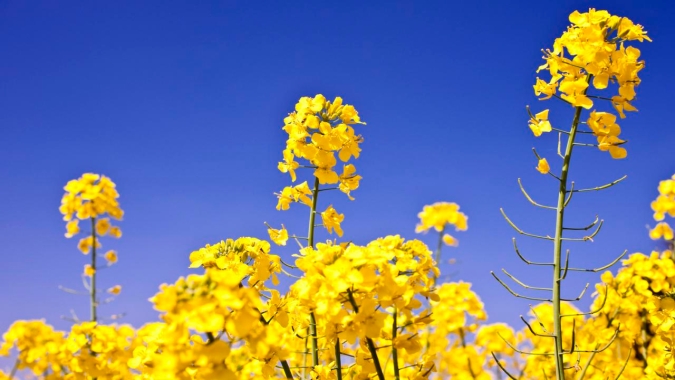 Segundo a Abrascanola, atual safra de canola deve garantir boa produção e rentabilidade aos produtores brasileiros