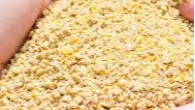 Cotação do DDG e WDG registra valorização na primeira quinzena de março