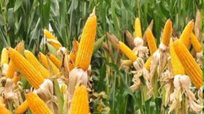 Zoneamento agrícola de risco climático é publicado com destaque para regiões Norte e Nordeste