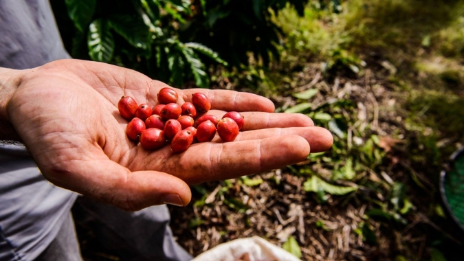 Grande safra do Brasil agrava mercado global de café em ano de pandemia, diz StoneX