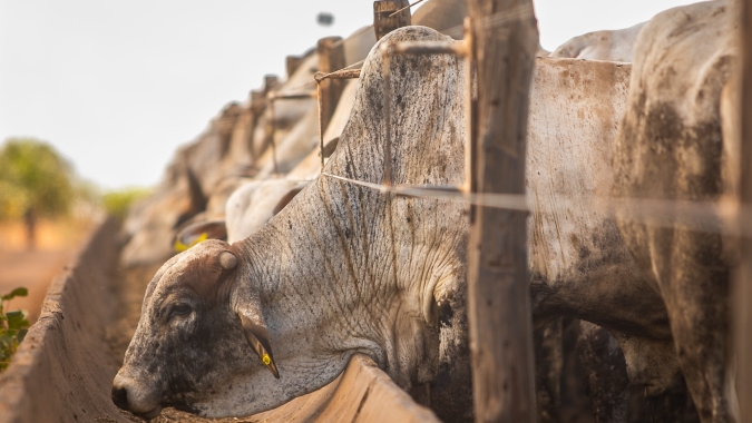 Confinamentos do interior paulista investem em expansão e cuidado especial com nutrição e bem-estar animal, constata Confina Brasil