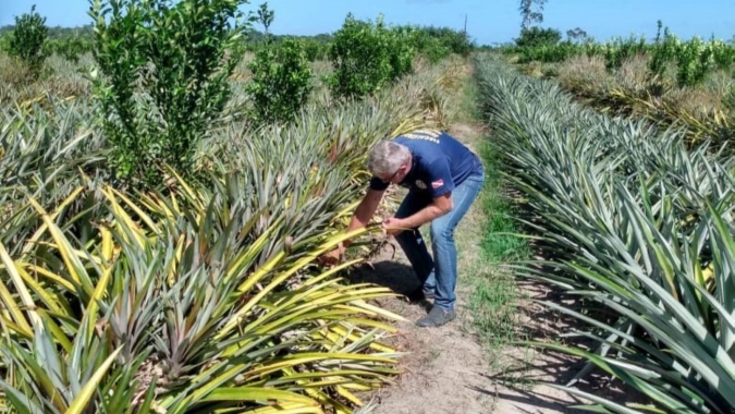 UFSCar e Instituto Agronômico de Campinas produzem mudas de abacaxi in vitro