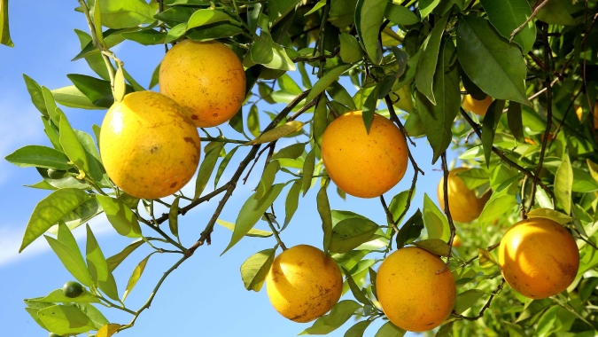 Safra 2019/2020 fecha com exportações de suco de laranja em alta