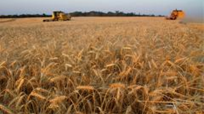 USDA: Vendas semanais de trigo dos EUA da safra 22/23 totalizam 249,9 mil t; dentro das expectativas