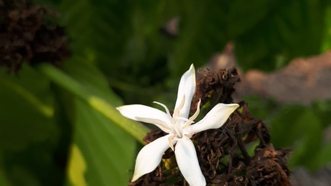 Procafé: Pegamento da florada ficou abaixo do esperado em boa parte do parque cafeeiro