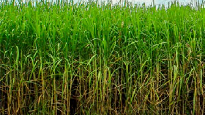 Moagem de cana na segunda quinzena de abril atinge  29,59 milhões de toneladas no Centro-Sul