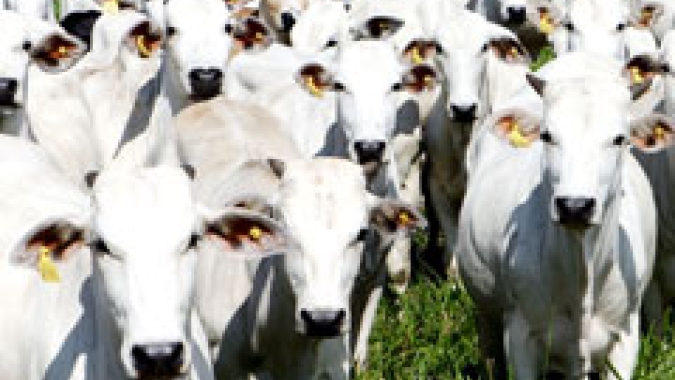 Boi/Cepea: Baixa oferta e demanda firme sustentam preços em alta