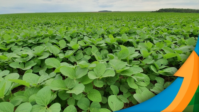 Amambai/MS encerra plantio da soja com boas condições e espera superar média de produtividade da região